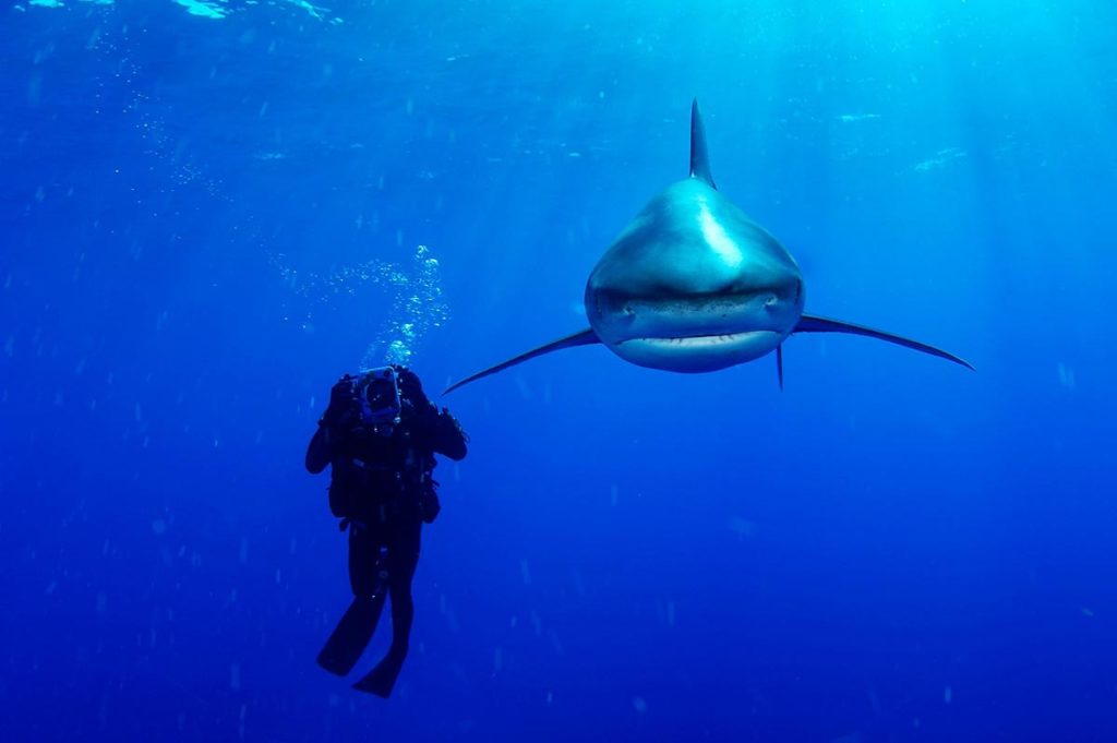 Brian Skerry underwater photography