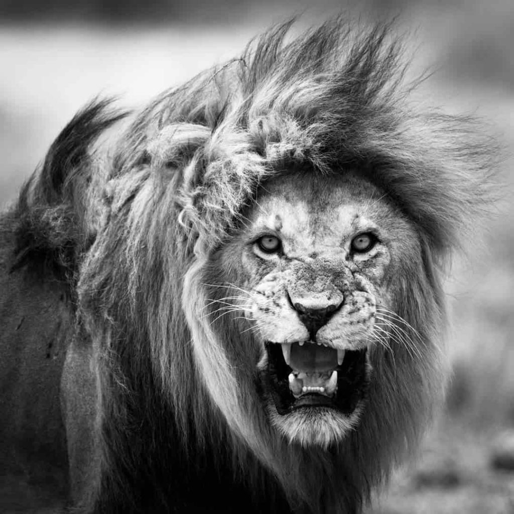 Lion clicked by Kristi Odom - Phodus