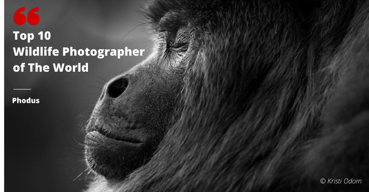Top 10 wildlife photographer